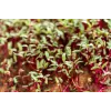 China Rose Radish Seeds for Sprouts, 20g Package