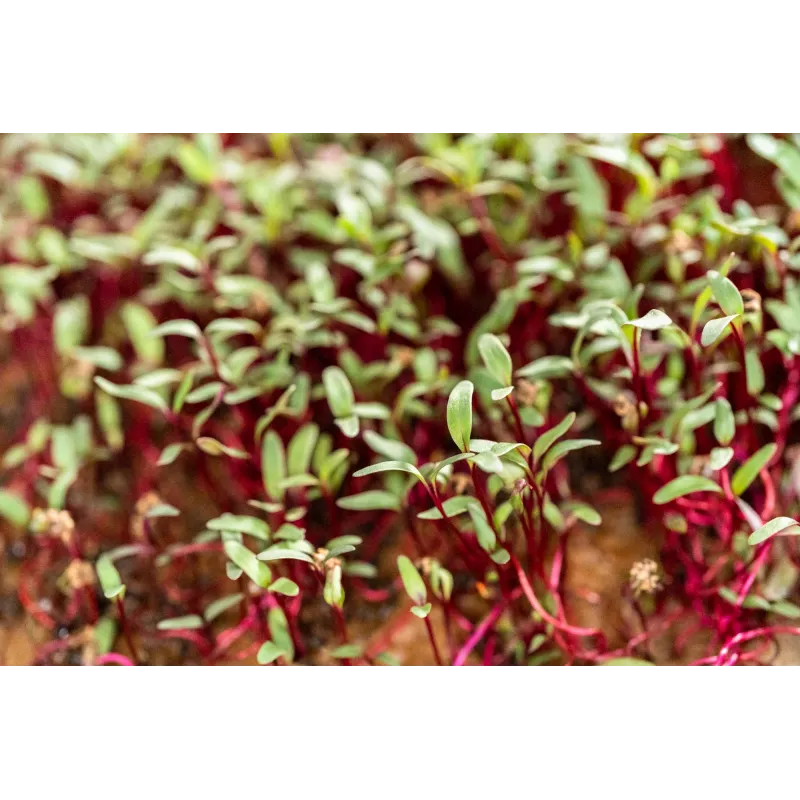 China Rose Radish Seeds for Sprouts, 20g Package