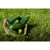 Cucumber Ares F1 Toraf Vegetable Seeds, 5g Pack