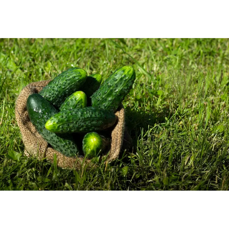 Cucumber Ares F1 Toraf Vegetable Seeds, 5g Pack