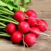 Seeds Apte Rzodkiewka CARMEN — Polish radish variety for year‑round cultivation