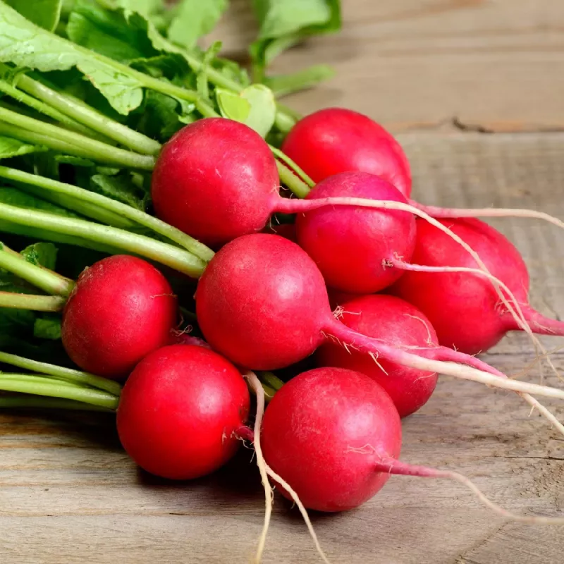 Seeds Apte Rzodkiewka CARMEN — Polish radish variety for year‑round cultivation