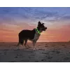 LED collar Anicoll Green for dogs and cats Model rechargeable lighting