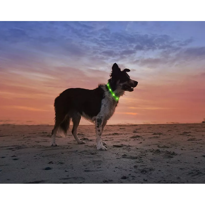 LED collar Anicoll Green for dogs and cats Model rechargeable lighting