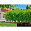 Gardena 13504-20 garden hose 50 m Below ground Black