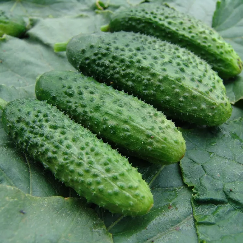 Seed tape Apte Cucumber Reja F1 cucumber 6 m with slow-release fertilizer Platnacote, mid-early variety