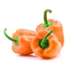 Vegetable seeds Seklos LT Papryka Etiuda — sweet pepper seeds pack 0.5 g