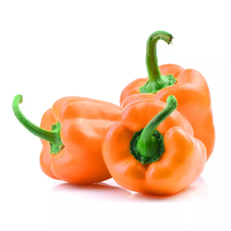 Vegetable seeds Seklos LT Papryka Etiuda — sweet pepper seeds pack 0.5 g