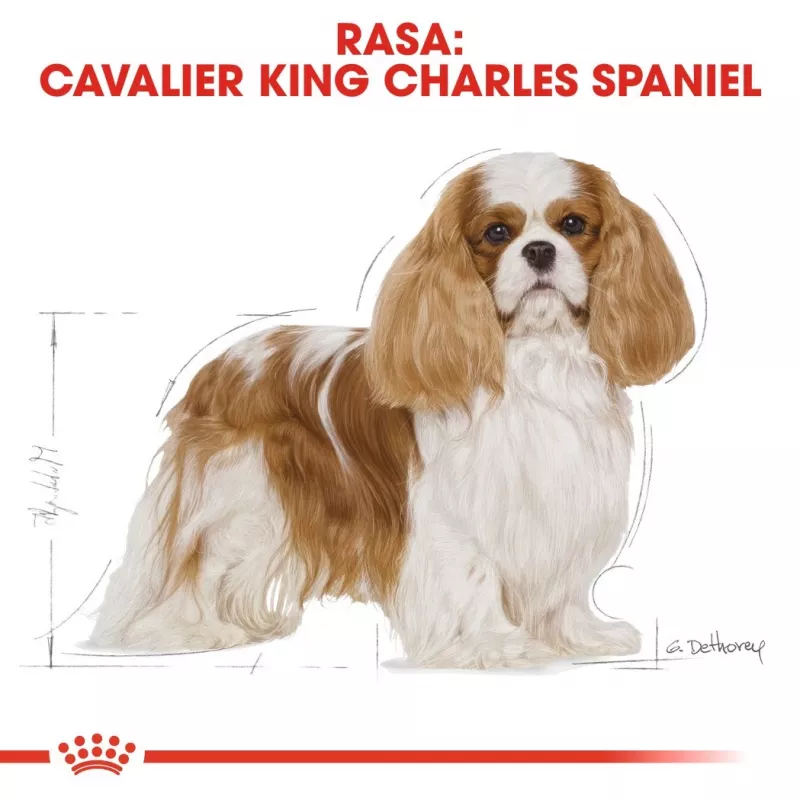 Dry Dog Food Royal Canin Cavalier King Charles Adult 1.5 kg — Chicken, Small Breed, Skin & Coat, Cardiac Support