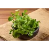Watercress Toraf Vegetable Seeds, 0.2g Package