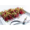 China Rose Radish Seeds for Sprouts, 20g Package