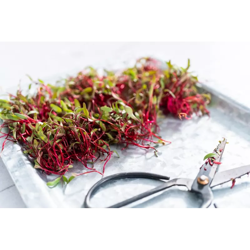 China Rose Radish Seeds for Sprouts, 20g Package