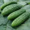 Cucumber Apte ŚREMSKI F1 on Tape 60 seeds, 6 m strip — early pickling variety
