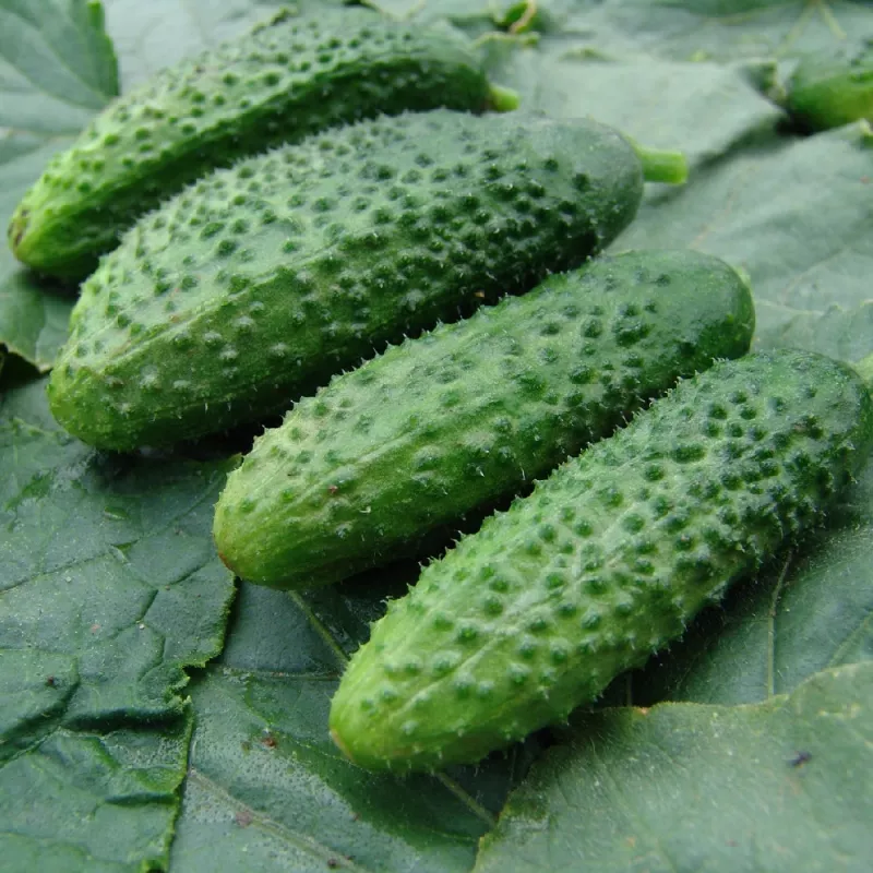 Cucumber Apte ŚREMSKI F1 on Tape 60 seeds, 6 m strip — early pickling variety