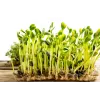 Black Sunflower Seeds PNOS for Sprouting, 20g Pack