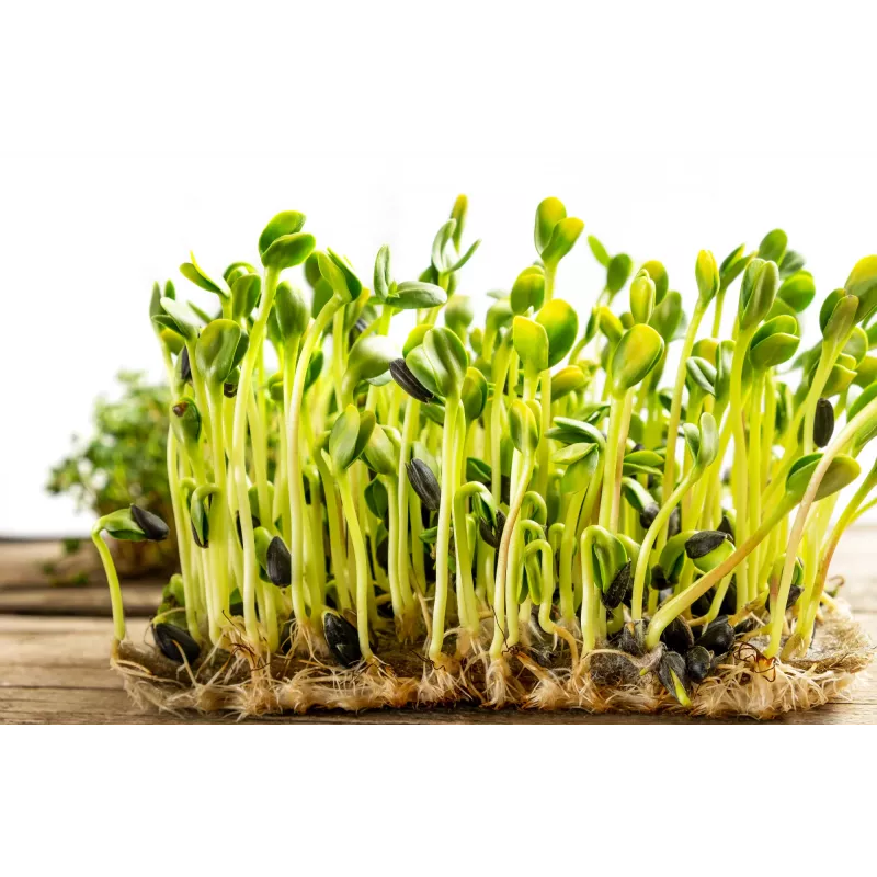 Black Sunflower Seeds PNOS for Sprouting, 20g Pack