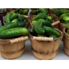 Polan F1 Cucumber PNOS Seeds on Tape, 6m Tape