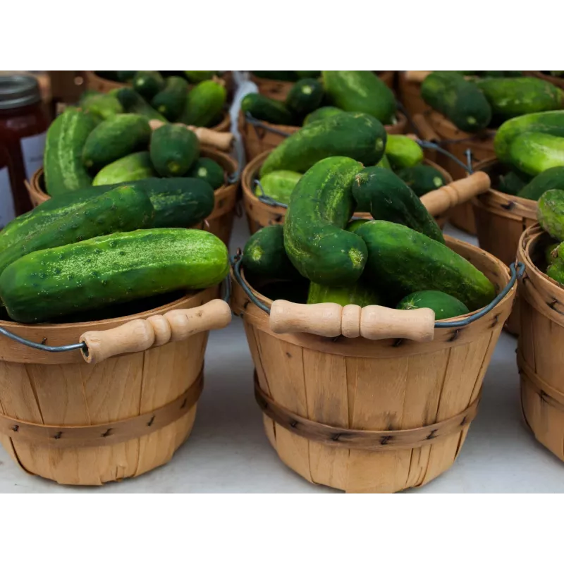 Polan F1 Cucumber PNOS Seeds on Tape, 6m Tape