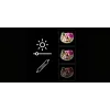 LED Neon Mirror Light MANTA MASNL129WH — Cat with Bow Decorative Neon Accent