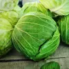 Seed packet Apte — White Head Cabbage 'Roem Van Enkhuizen' (2 g) vegetable seeds