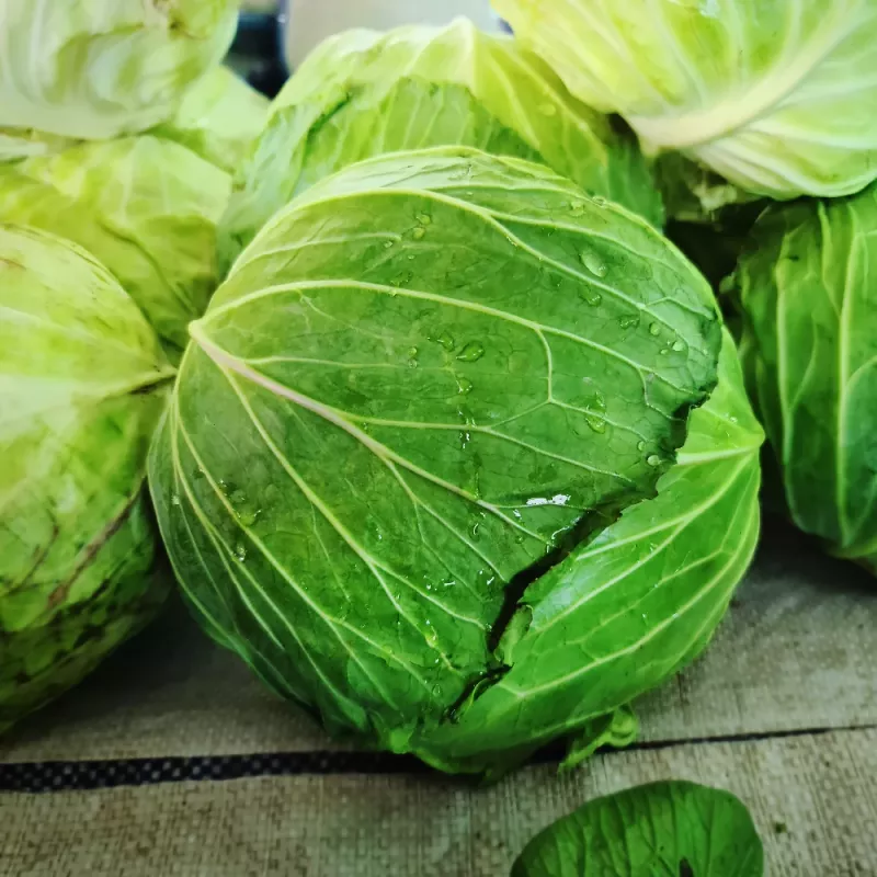 Seed packet Apte — White Head Cabbage 'Roem Van Enkhuizen' (2 g) vegetable seeds