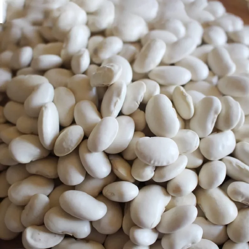 Seed packet Seklos LT PNOS — dry bean 'Igłomska' seeds, 50 g