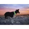 LED collar Anicoll Green for dogs and cats Model rechargeable lighting
