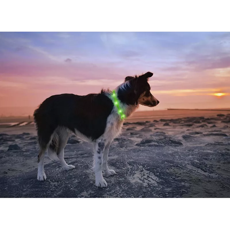 LED collar Anicoll Green for dogs and cats Model rechargeable lighting