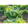 Crisp Ice Lettuce Summer Toraf Vegetable Seeds, 1g Package