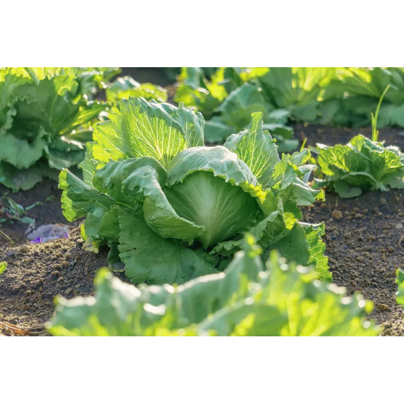 Crisp Ice Lettuce Summer Toraf Vegetable Seeds, 1g Package