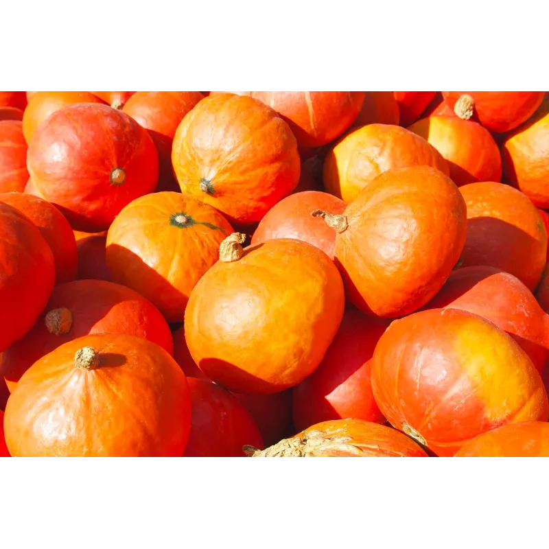 Uchiki Kuri Pumpkin Toraf Vegetable Seeds, 5g Pack