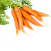 Seed tape Apte Marchew LENKA 6 m — carrot seed strip for sowing