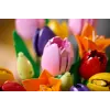 LEGO BOTANICALS 11501 Tulip Bouquet
