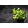 Watercress Toraf Vegetable Seeds, 0.2g Package