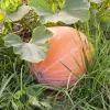 Seeds — Apte Dynia Olbrzymia Dolores (giant pumpkin) seeds, packet 5 g