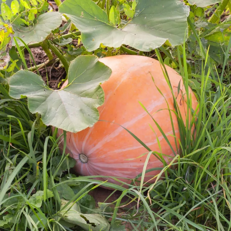 Seeds — Apte Dynia Olbrzymia Dolores (giant pumpkin) seeds, packet 5 g