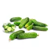 Cucumber seeds Apte Cucumber Portal F1 — tape 6 m, mid-early variety for pickling