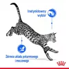 Wet cat food Royal Canin Indoor Sterilized 85 g pouch — adult indoor neutered, poultry flavor, pack 12 x 85 g