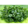 Watercress Toraf Vegetable Seeds, 0.2g Package