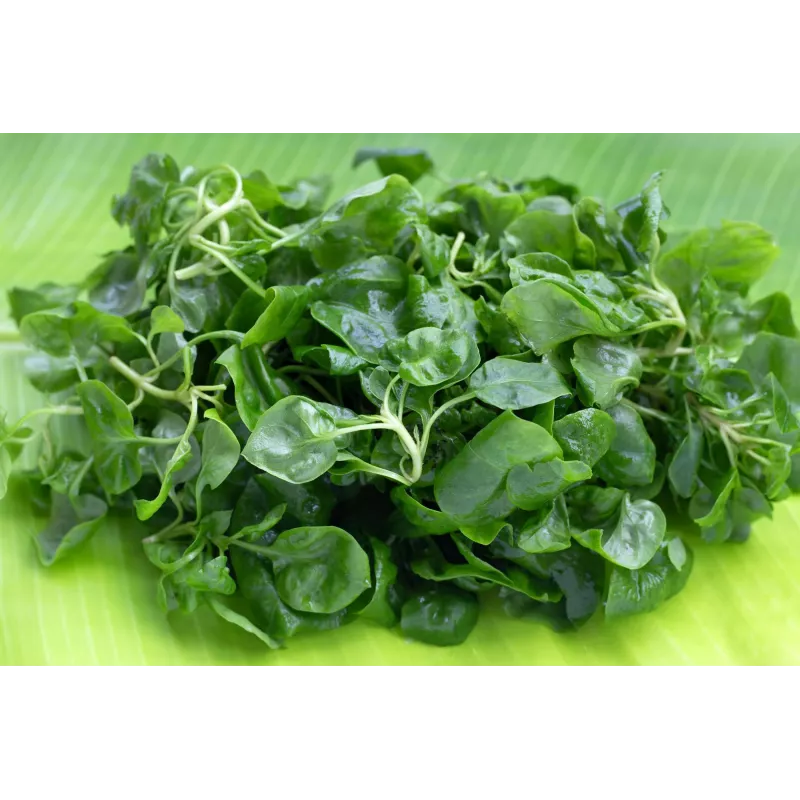 Watercress Toraf Vegetable Seeds, 0.2g Package