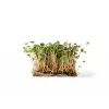 China Rose Radish Seeds for Sprouts, 20g Package