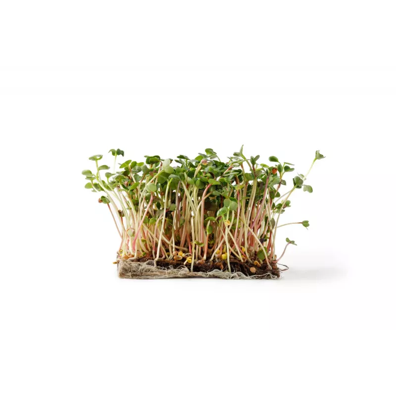 China Rose Radish Seeds for Sprouts, 20g Package