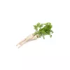 Seeds – Parsnip (Pietruszka Korzeniowa Alba) 3 g pack by Seklos LT