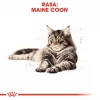 ROYAL CANIN FBN Maine Coon - Cat wet food - sachet 12x 85g