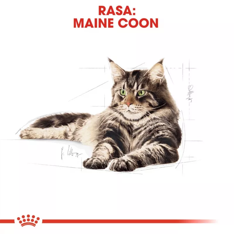 ROYAL CANIN FBN Maine Coon - Cat wet food - sachet 12x 85g