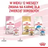 Wet kitten food Royal Canin Kitten Jelly 85 g — chicken flavour, 85 g sachet, 12 pcs