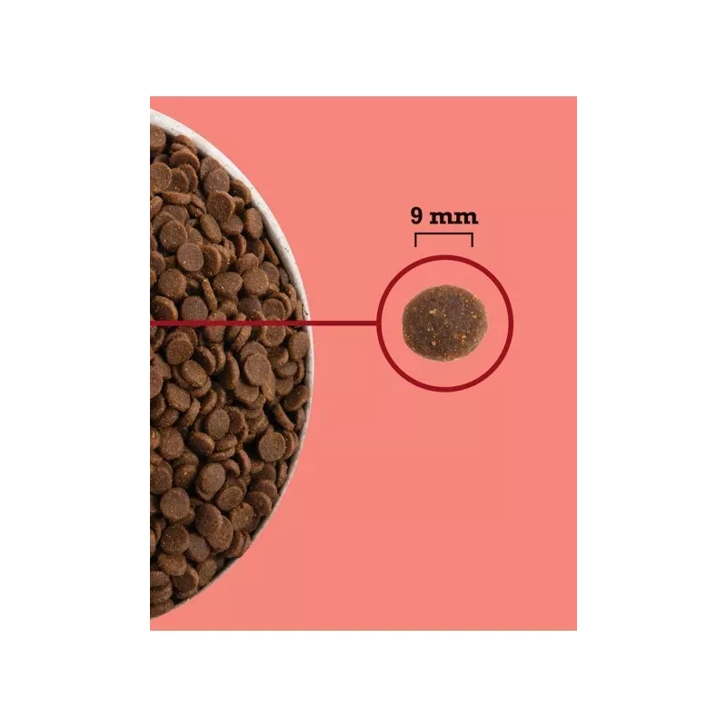 ACANA Highest Protein Indoor Cat - dry cat food - 1,8kg