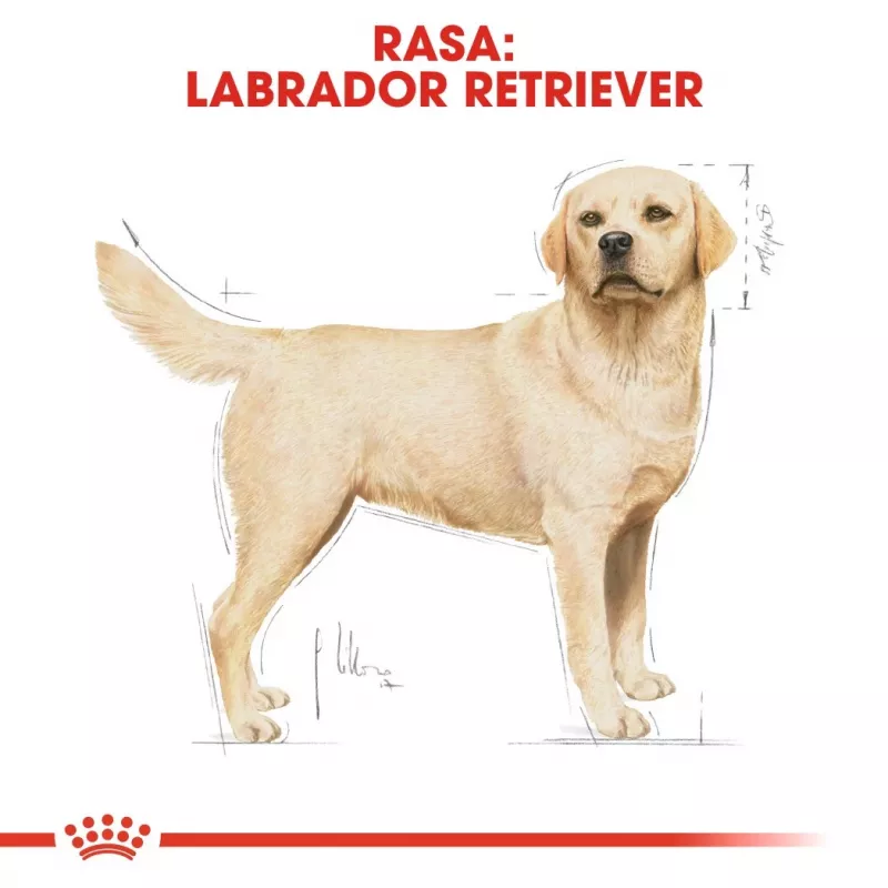 Royal Canin BHN Labrador Adult Dry Dog Food, 12 kg
