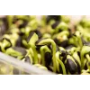 Black Sunflower Seeds PNOS for Sprouting, 20g Pack