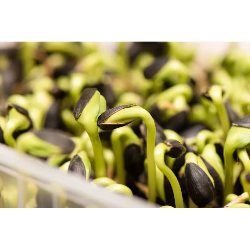 Black Sunflower Seeds PNOS for Sprouting, 20g Pack